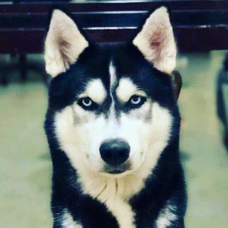 Wolfiee, the founder's dog